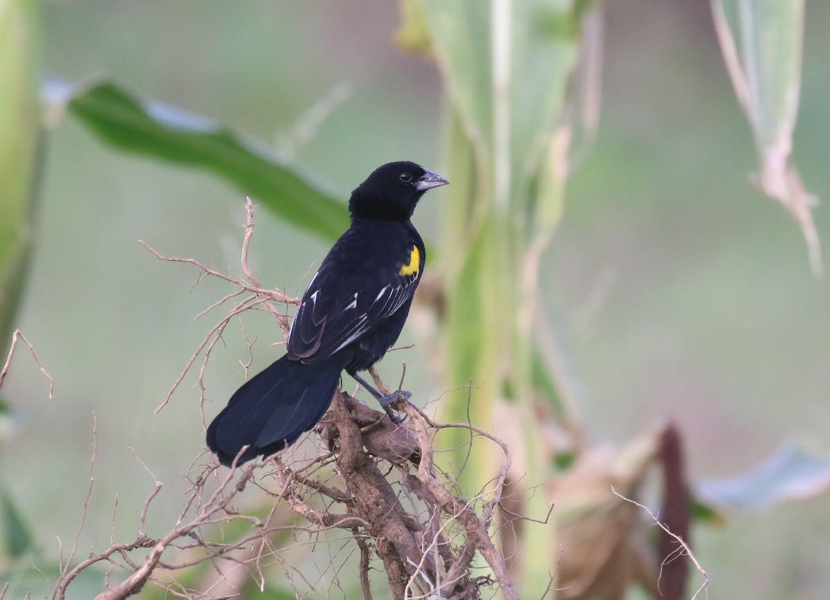 Yellow-mantled Widowbird - ML187403561