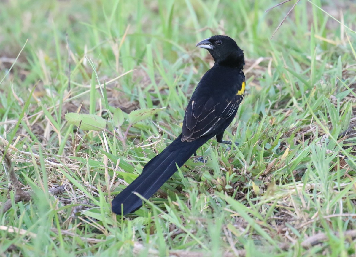 Yellow-mantled Widowbird - ML187403571