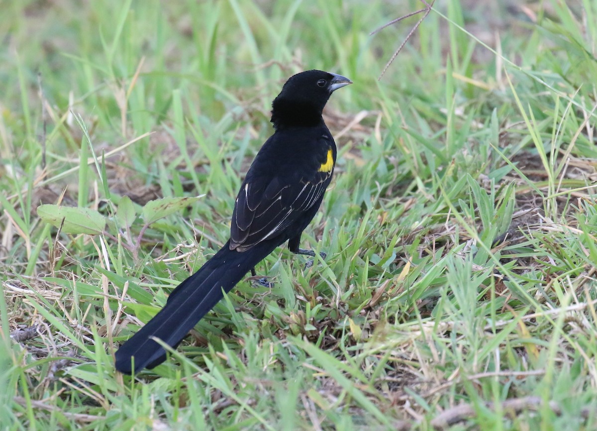 Yellow-mantled Widowbird - ML187403581