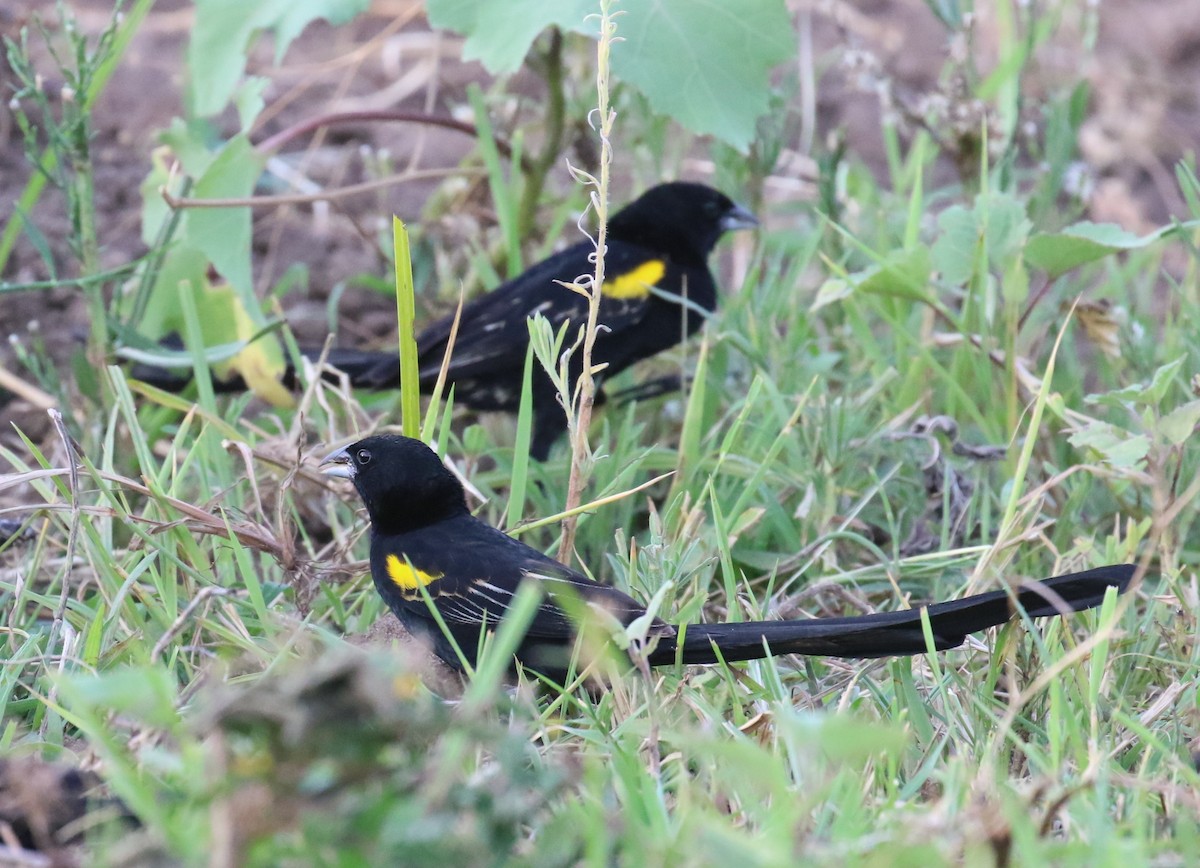 Yellow-mantled Widowbird - ML187403591