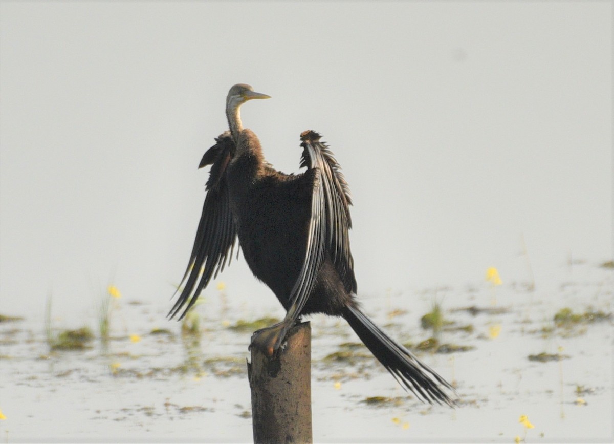 Oriental Darter - ML187403701