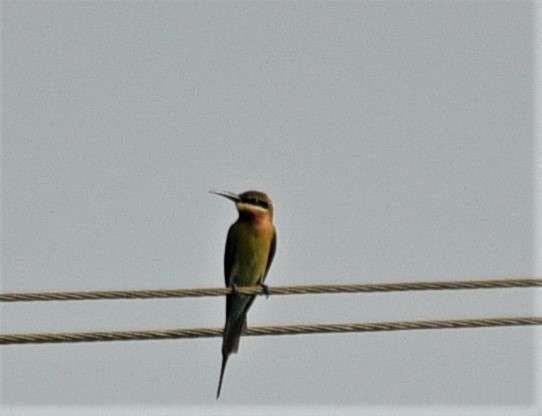 Blue-tailed Bee-eater - ML187403791