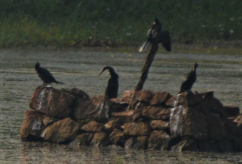 Indian Cormorant - ML187403881