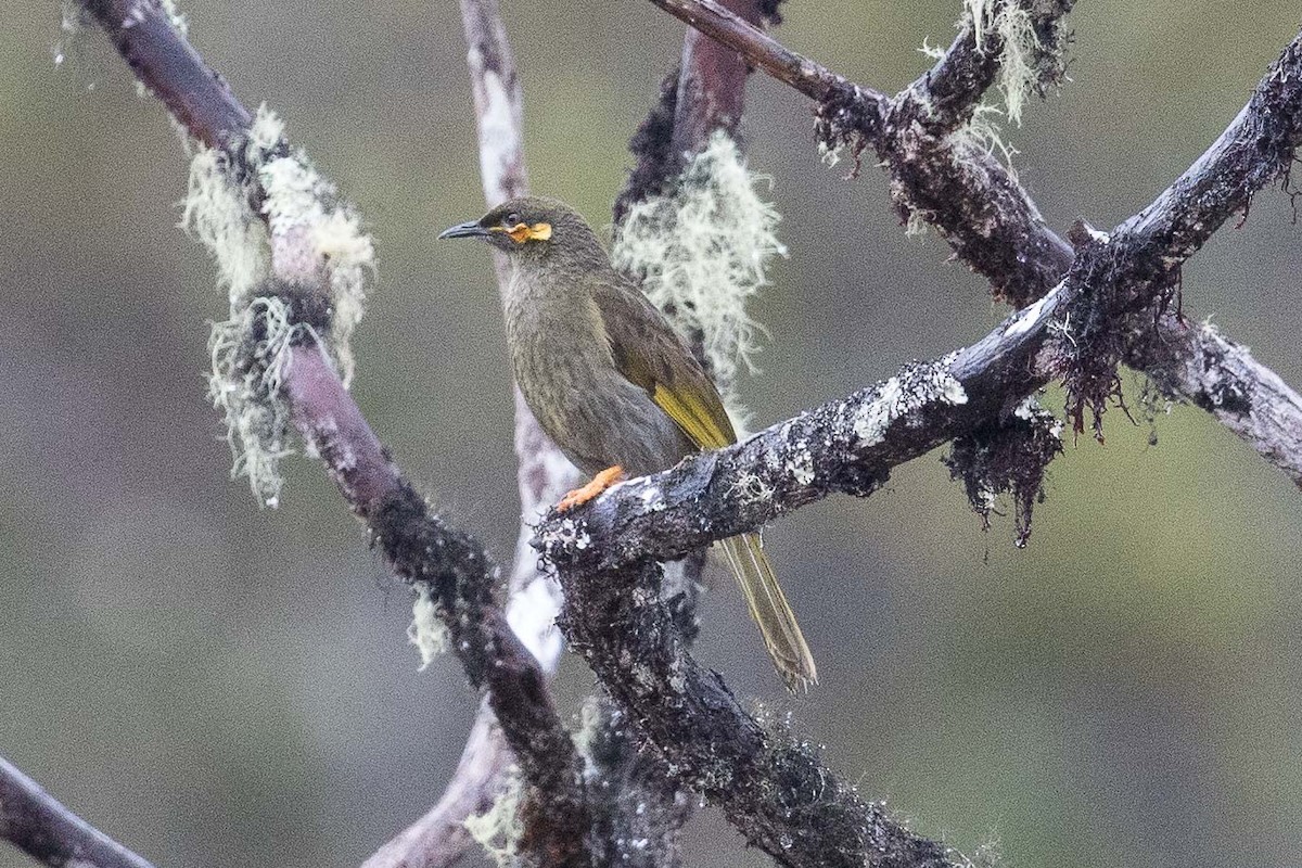 Orange-cheeked Honeyeater - ML187404181