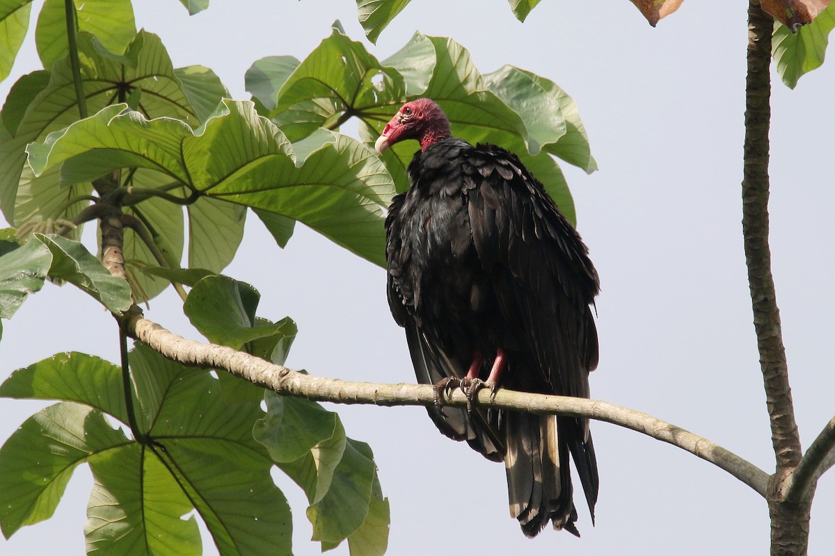 Turkey Vulture - Stephen Gast