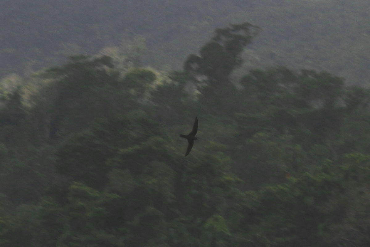 Black Swift - ML187405251