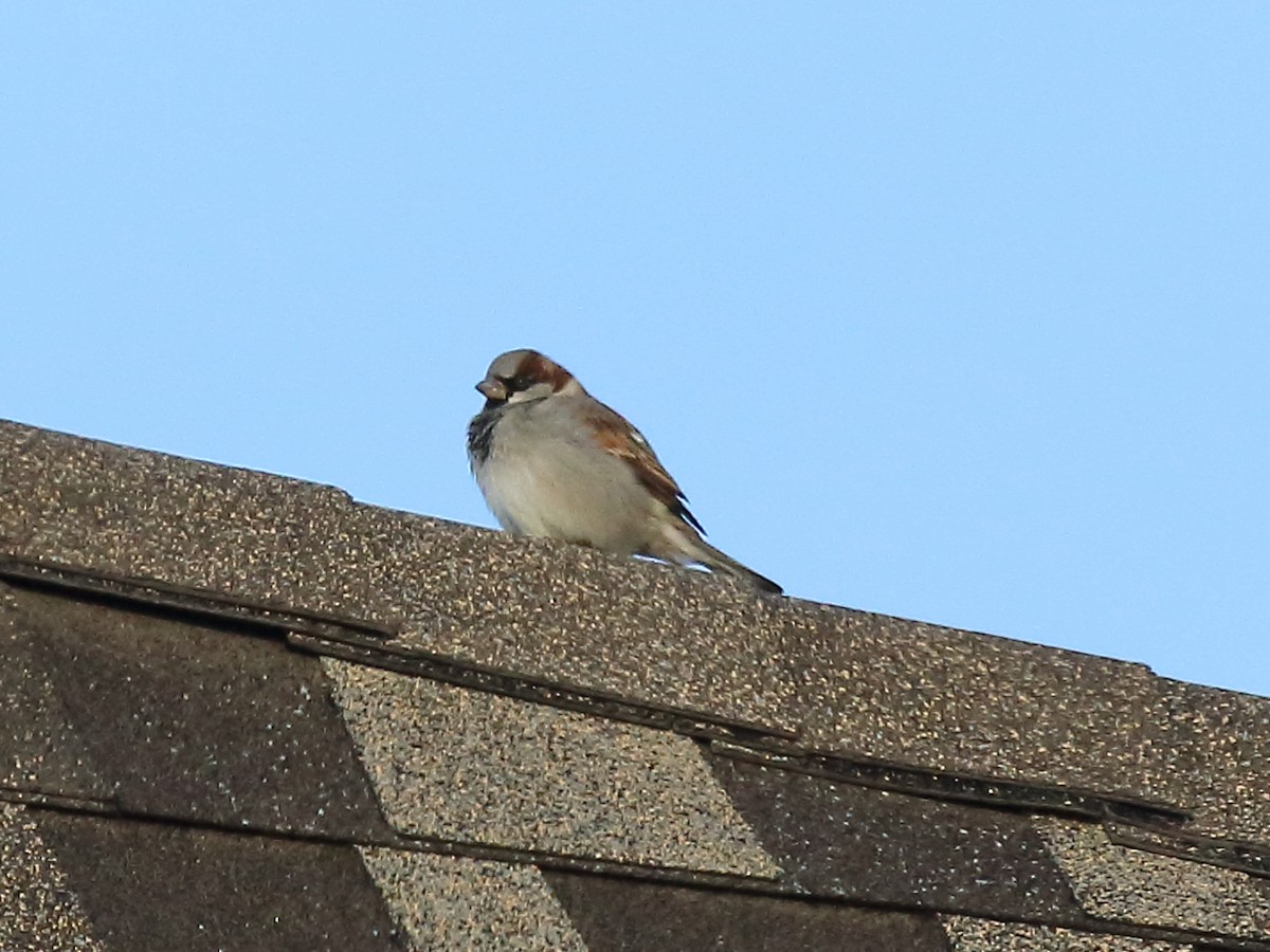 イエスズメ - ML187406751