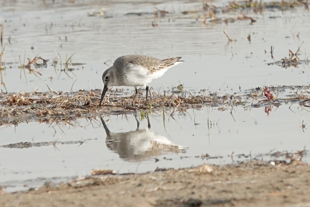 Dunlin - ML187407271