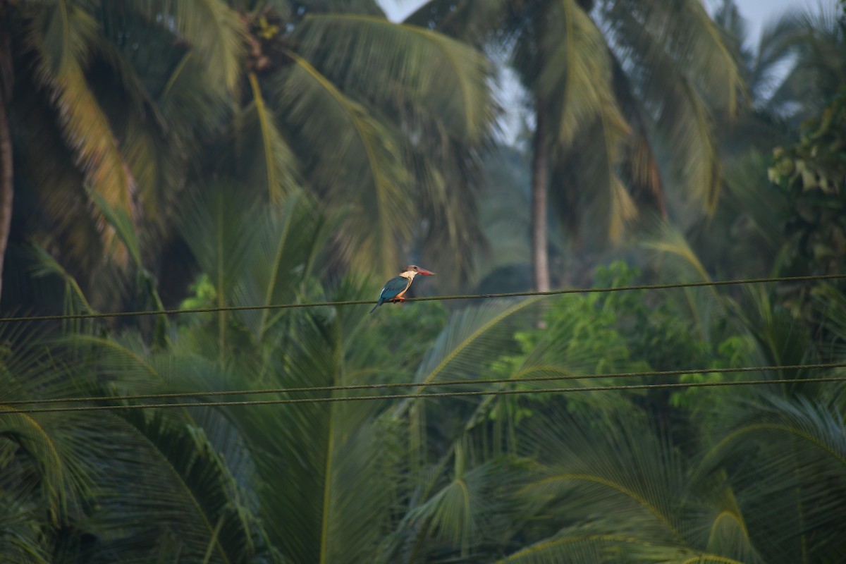 Stork-billed Kingfisher - ML187408281