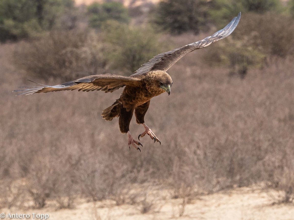 Águila Volatinera - ML187409091