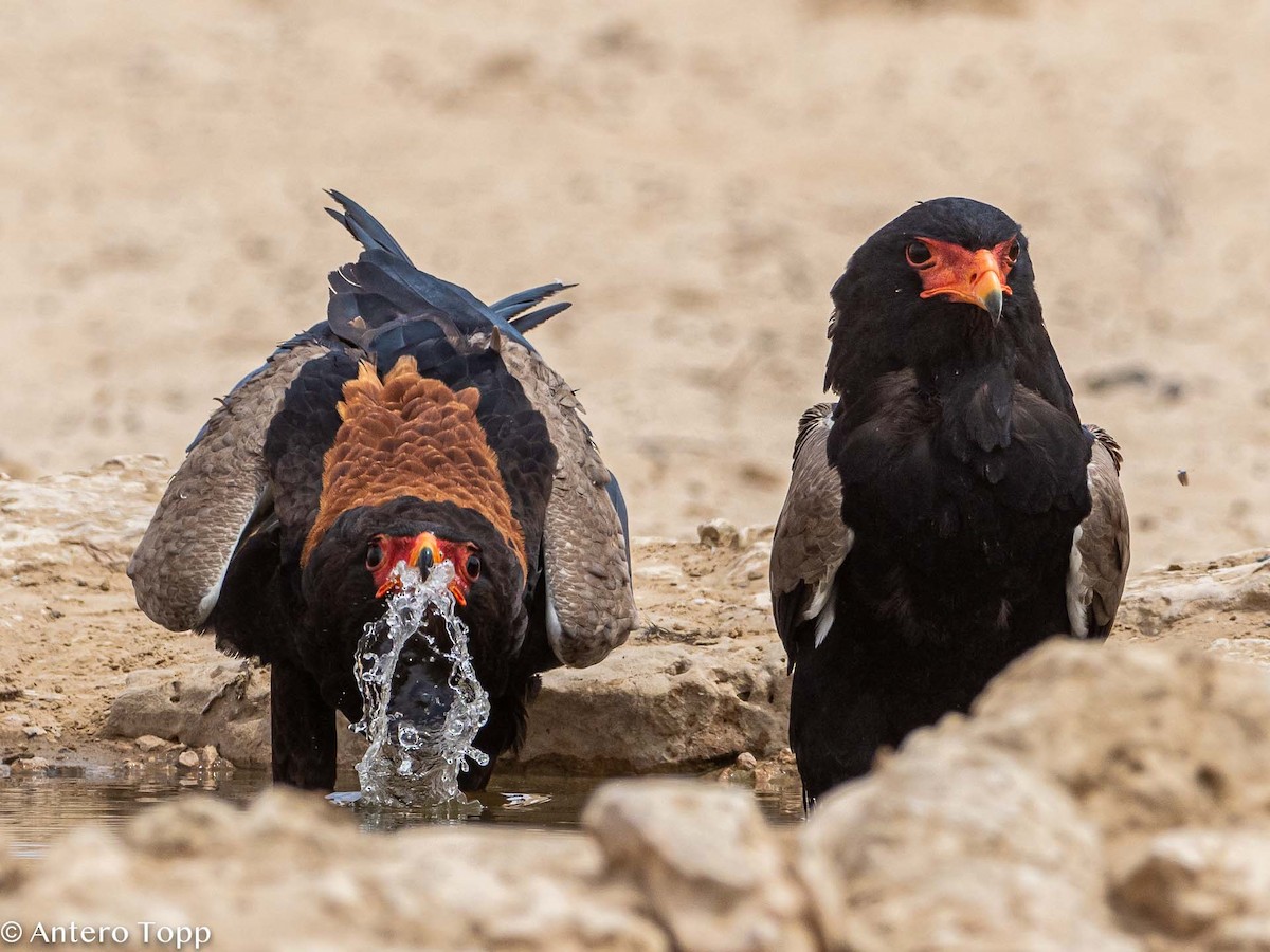 Bateleur - Antero Topp