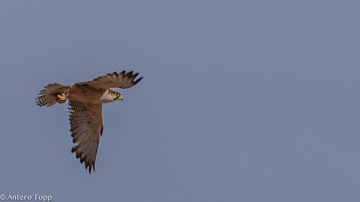 Lanner Falcon - Antero Topp