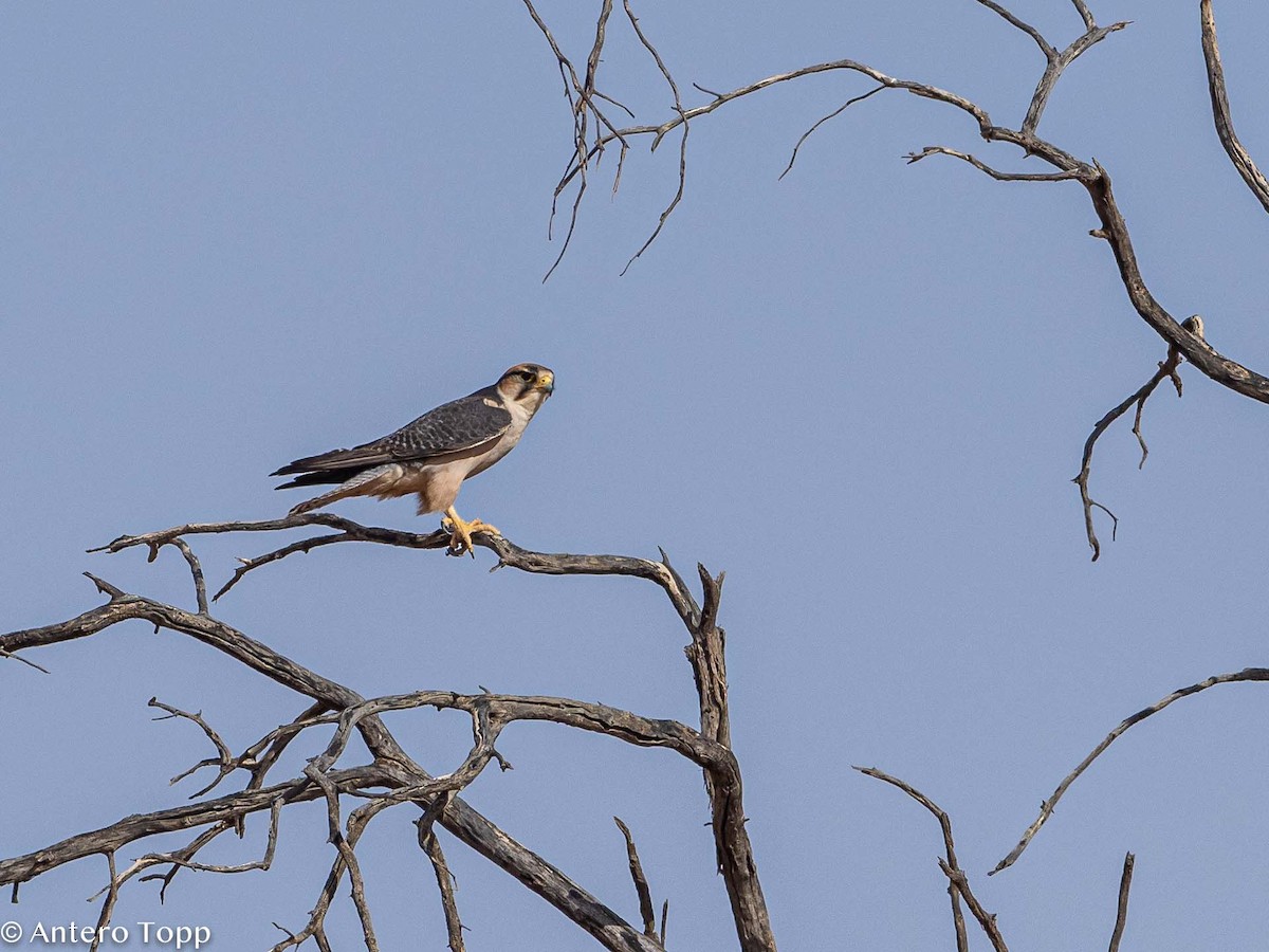 Lanner Falcon - Antero Topp