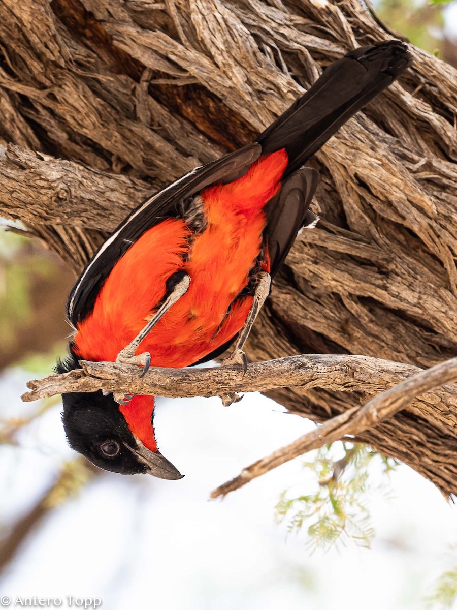 Crimson-breasted Gonolek - ML187409671