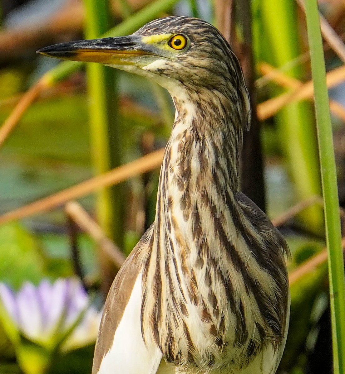 Javan Pond-Heron - ML187409881