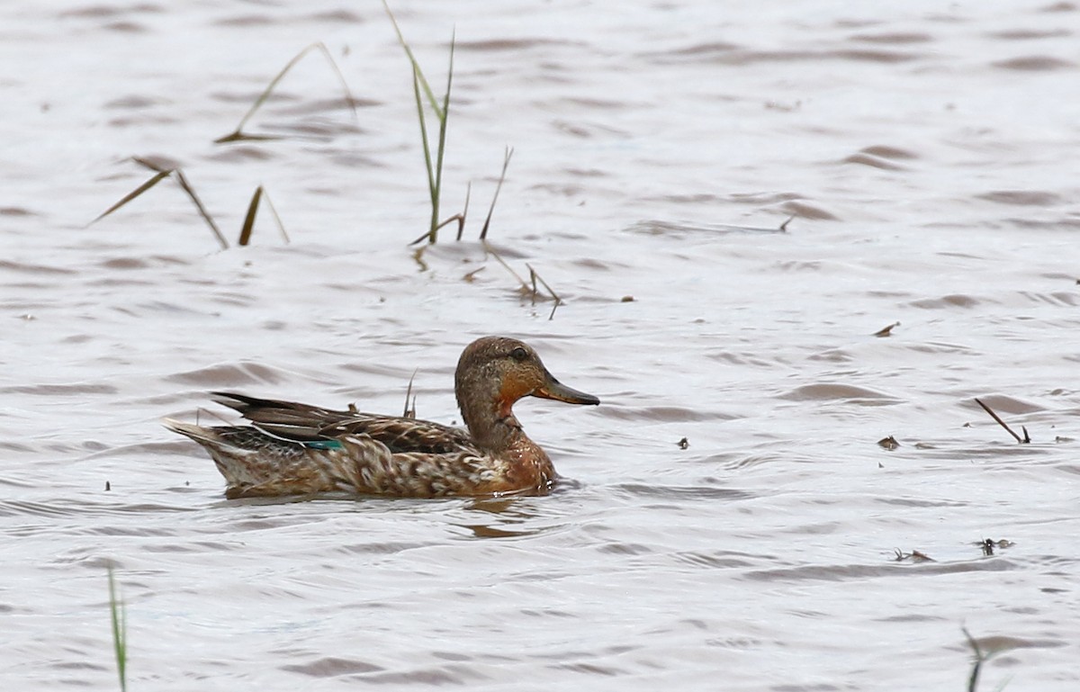 Green-winged Teal (Eurasian) - Dave Bakewell