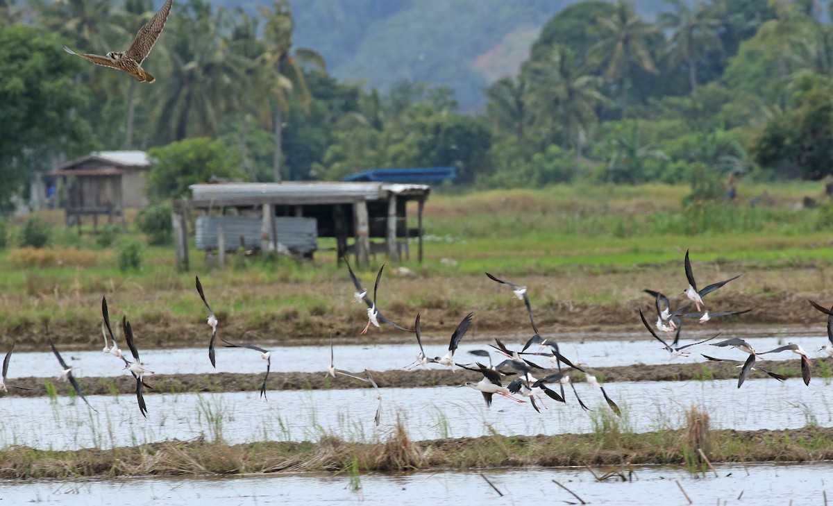 Black-winged Stilt - ML187410081