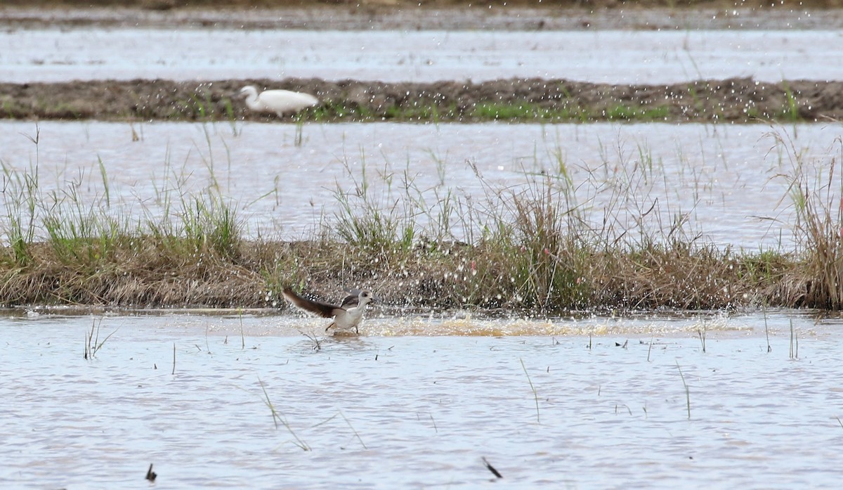 Black-winged Stilt - Dave Bakewell