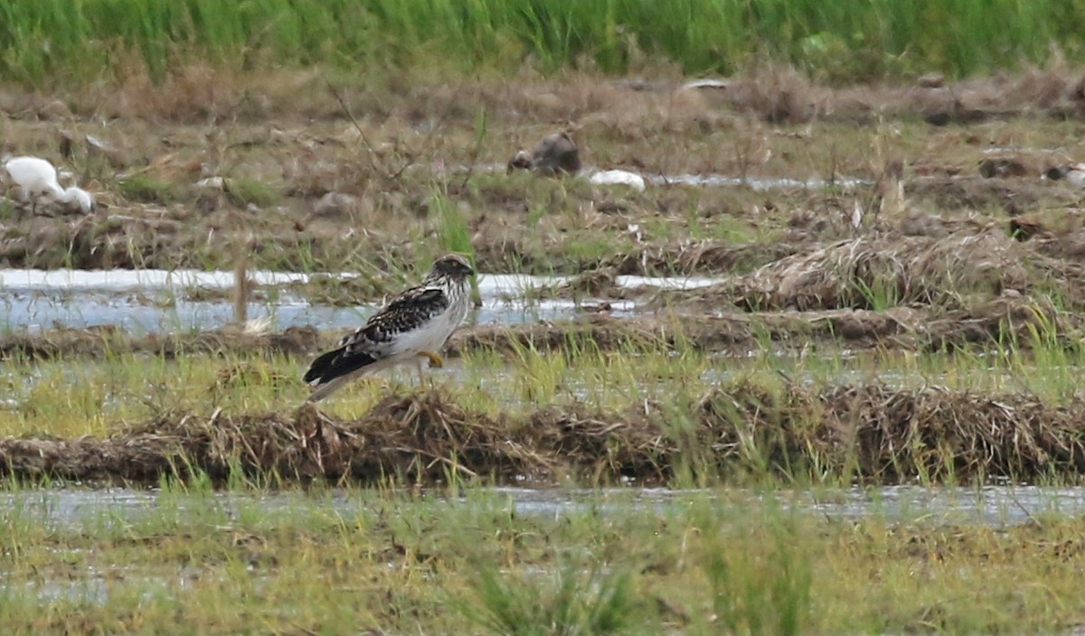 Eastern Marsh Harrier - ML187410131