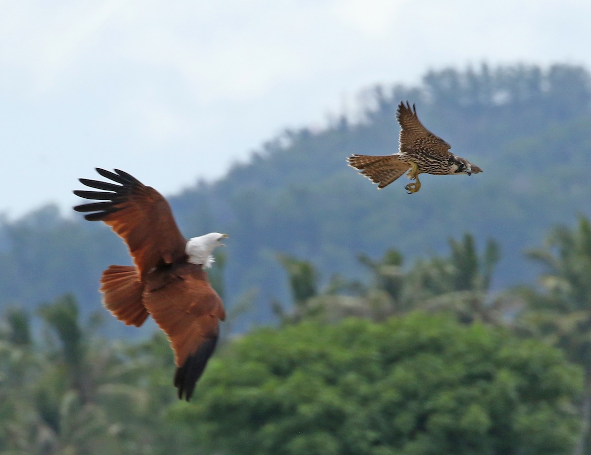 Brahminy Kite - ML187410211