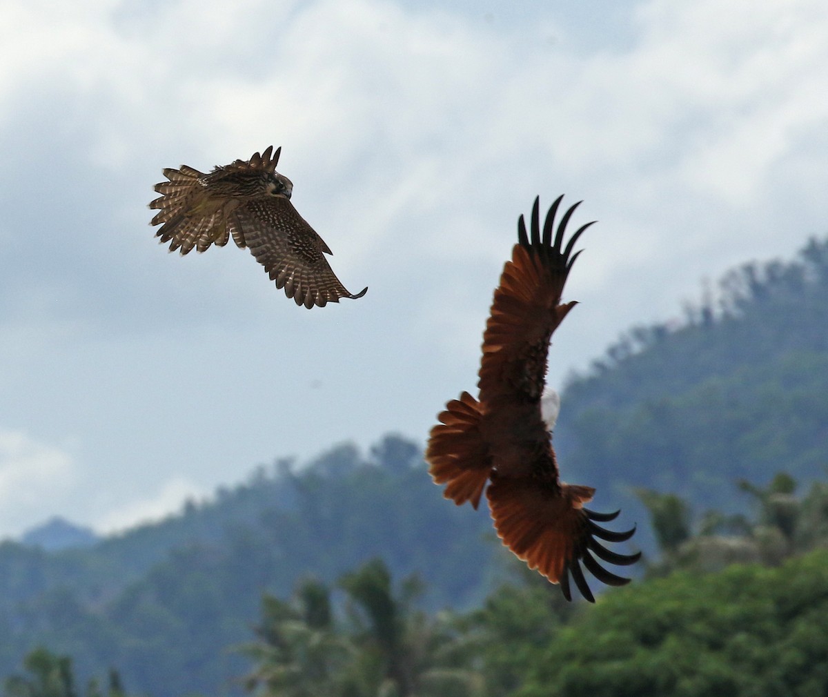 Brahminy Kite - ML187410221