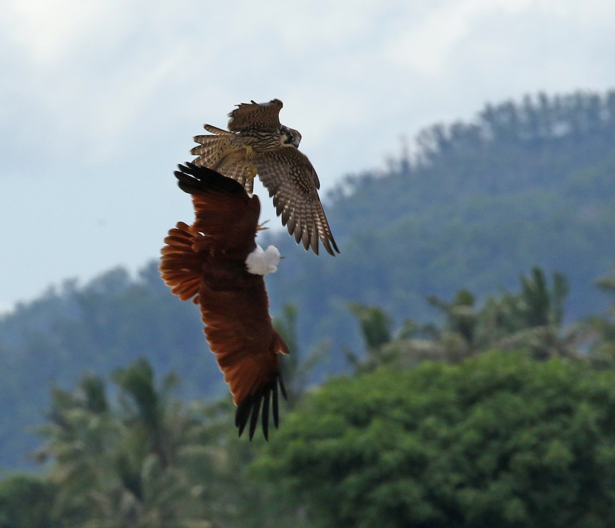 Brahminy Kite - ML187410231