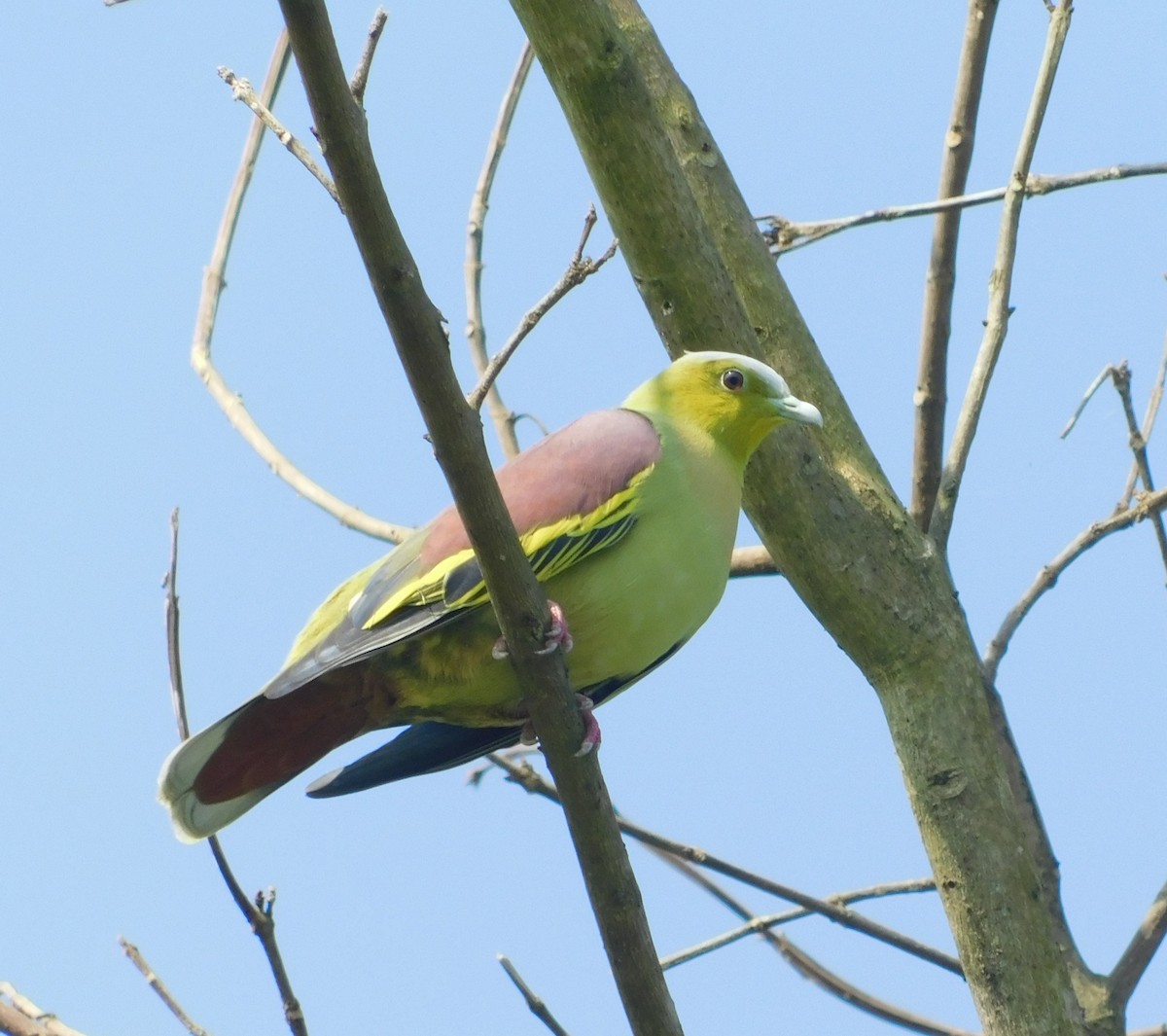 Ashy-headed Green-Pigeon - Khagendra Mahato chitwanbirdwatching.com