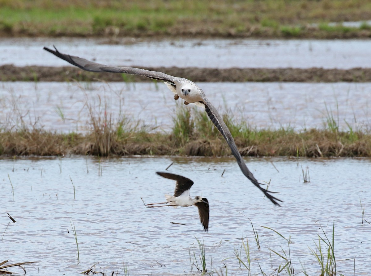 White-bellied Sea-Eagle - ML187410291