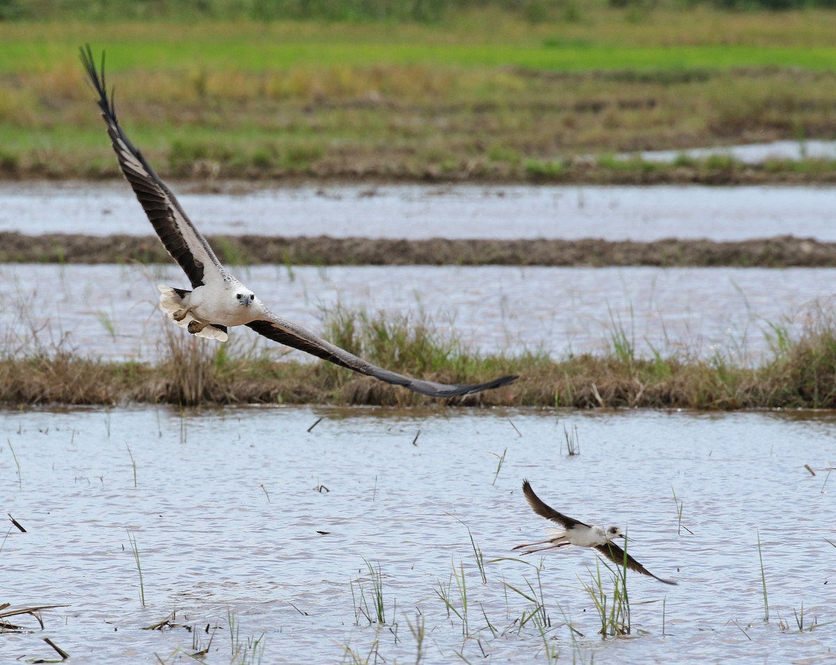 White-bellied Sea-Eagle - Dave Bakewell