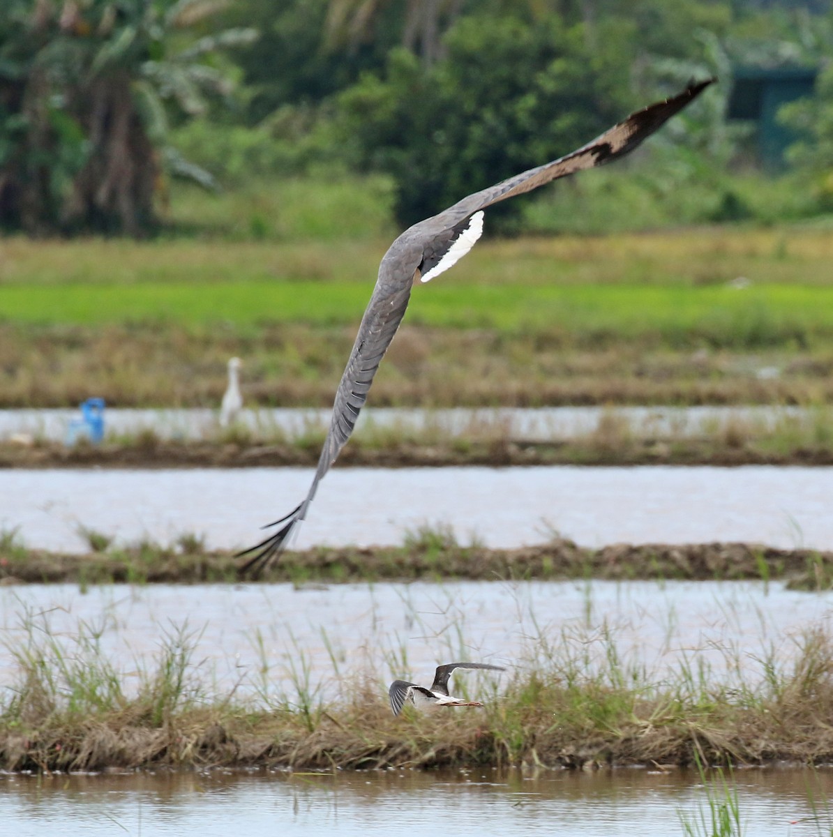 White-bellied Sea-Eagle - ML187410311