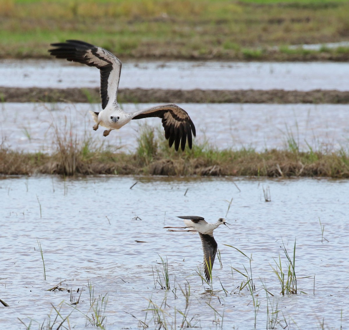 White-bellied Sea-Eagle - Dave Bakewell