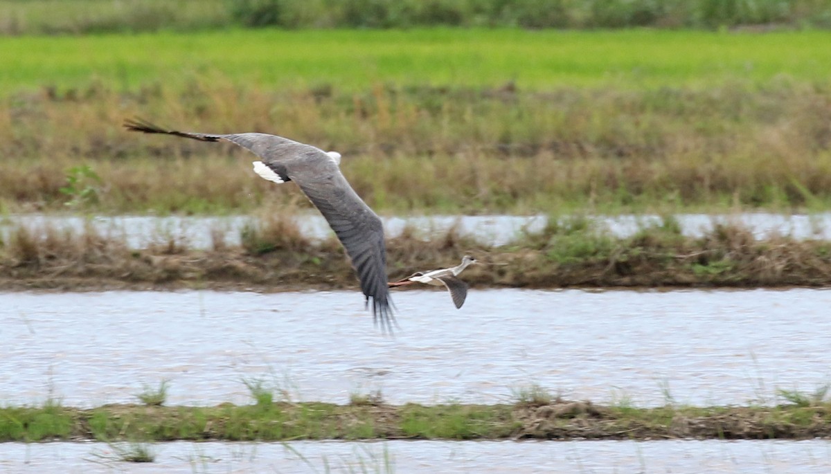 White-bellied Sea-Eagle - Dave Bakewell