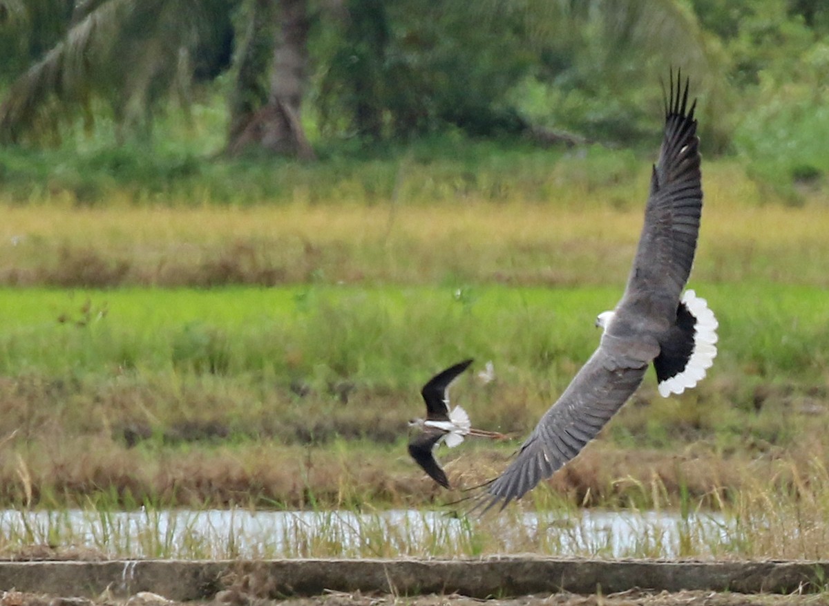 White-bellied Sea-Eagle - Dave Bakewell