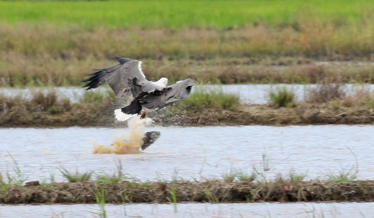 White-bellied Sea-Eagle - Dave Bakewell