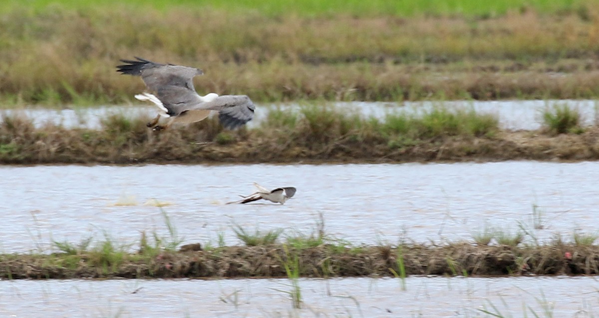 White-bellied Sea-Eagle - ML187410421