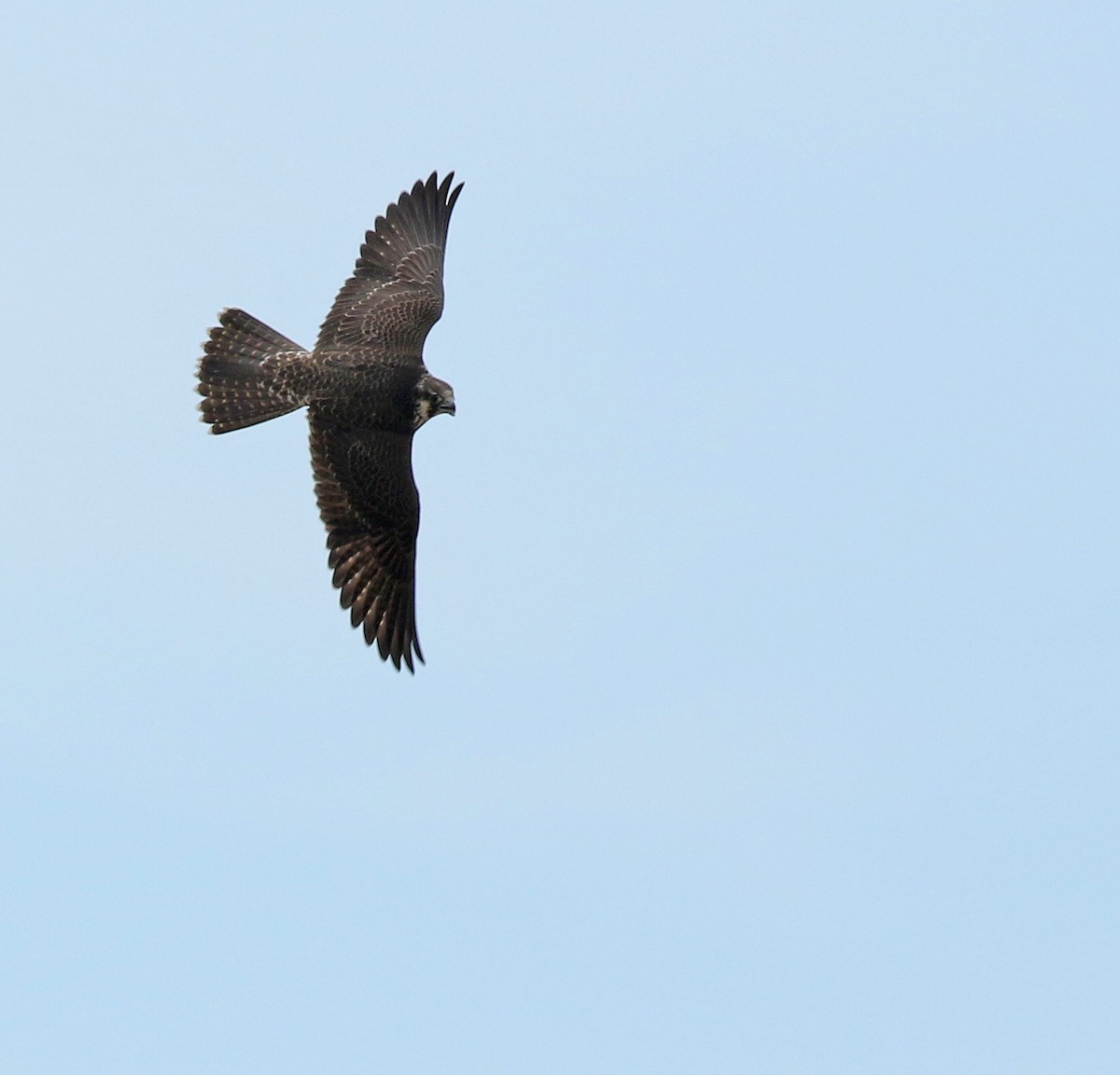 Peregrine Falcon - ML187410631