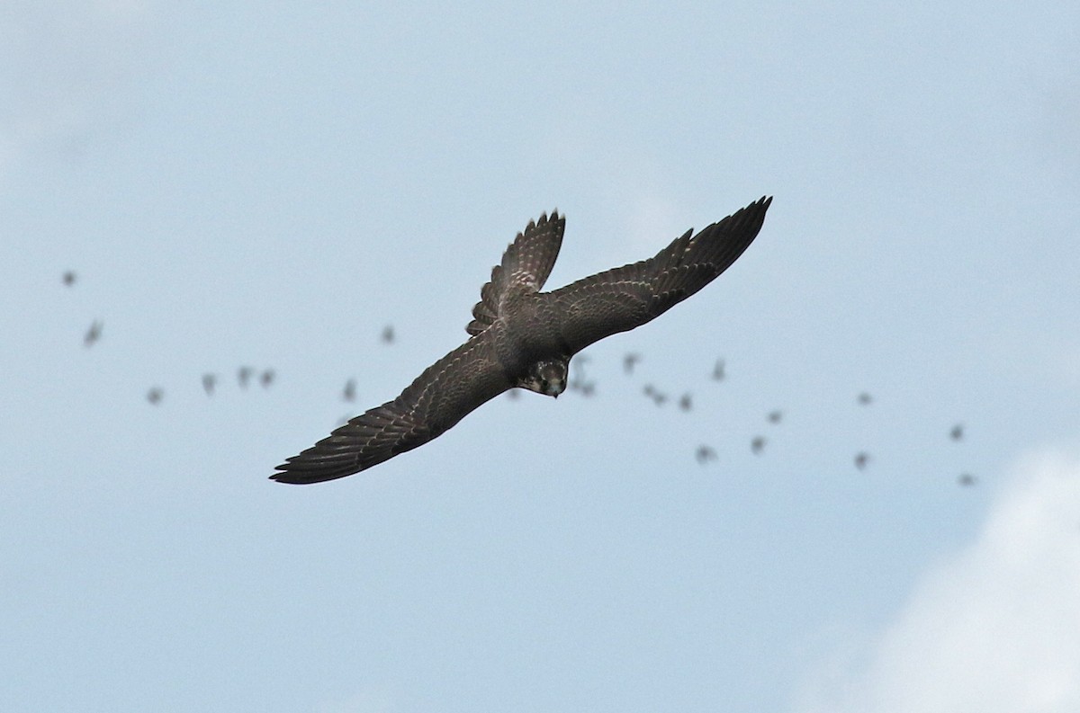 Peregrine Falcon - ML187410641