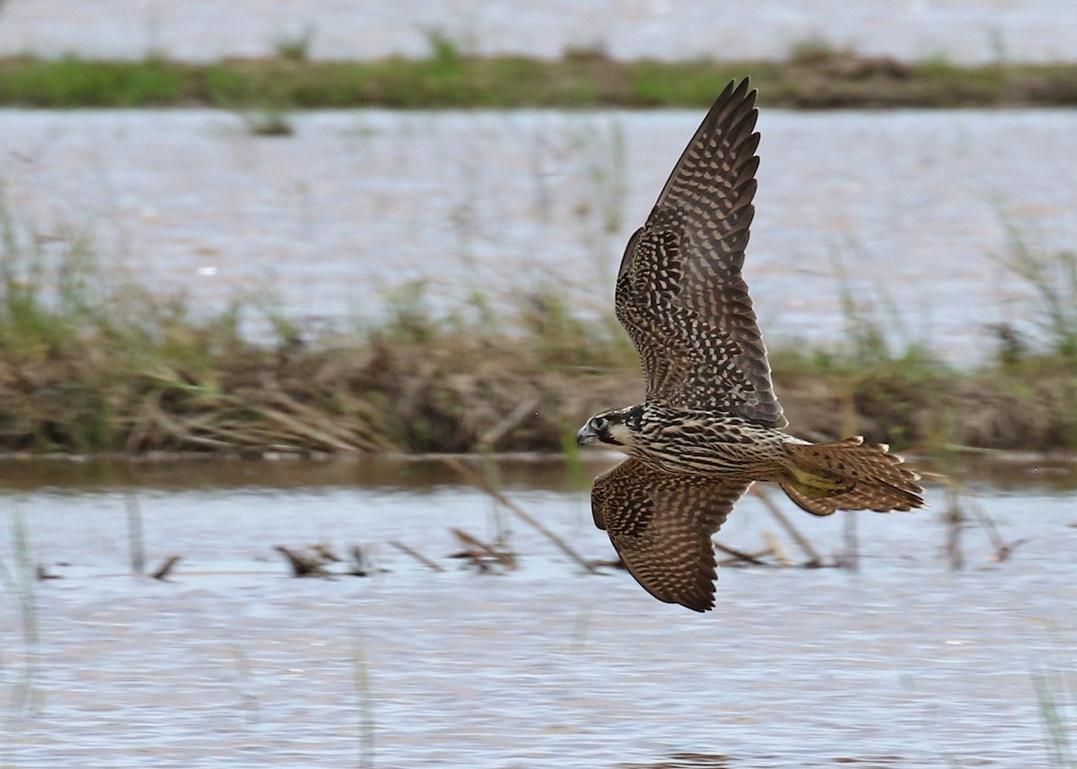 Peregrine Falcon - ML187410651