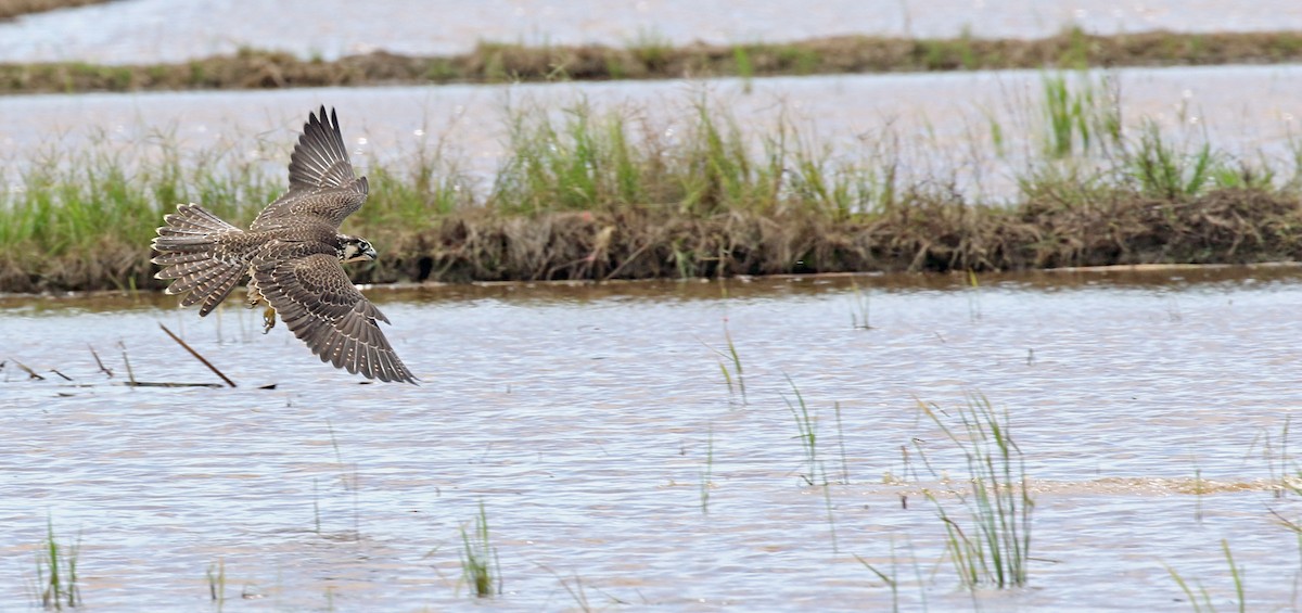 Peregrine Falcon - Dave Bakewell