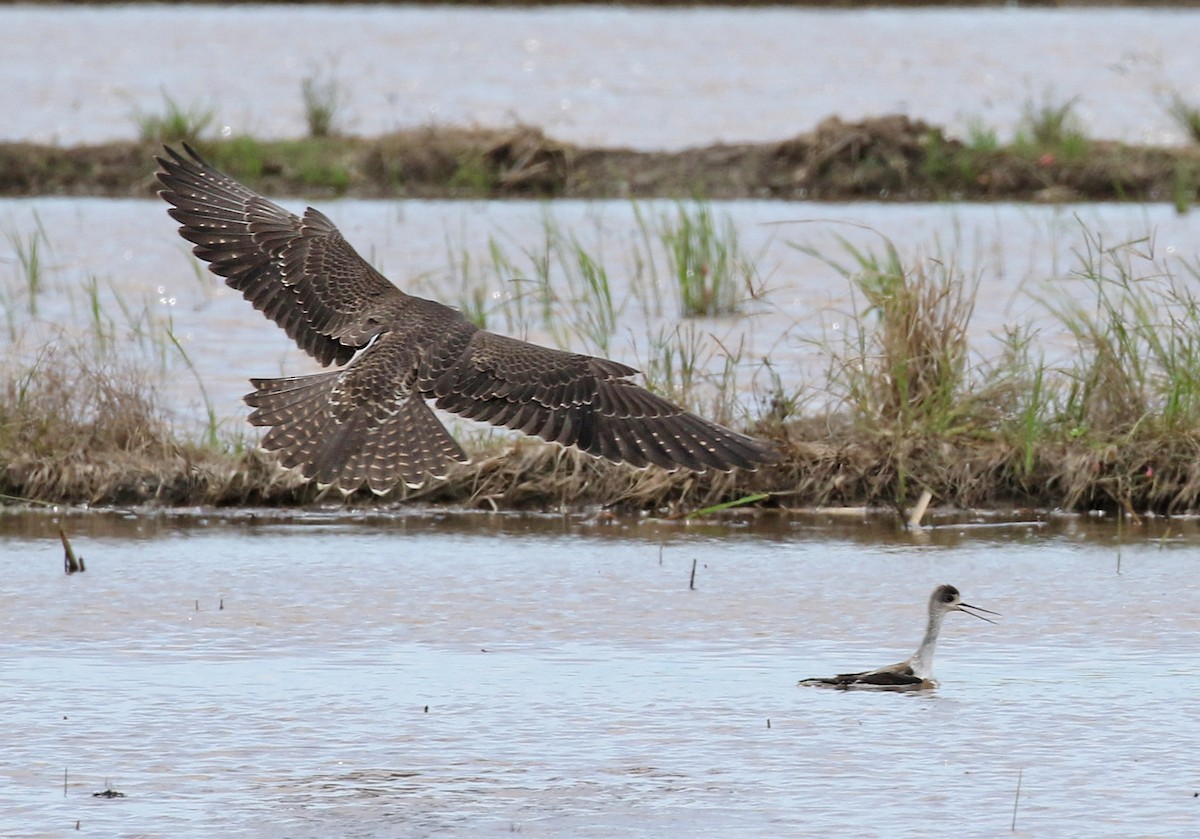 Peregrine Falcon - Dave Bakewell