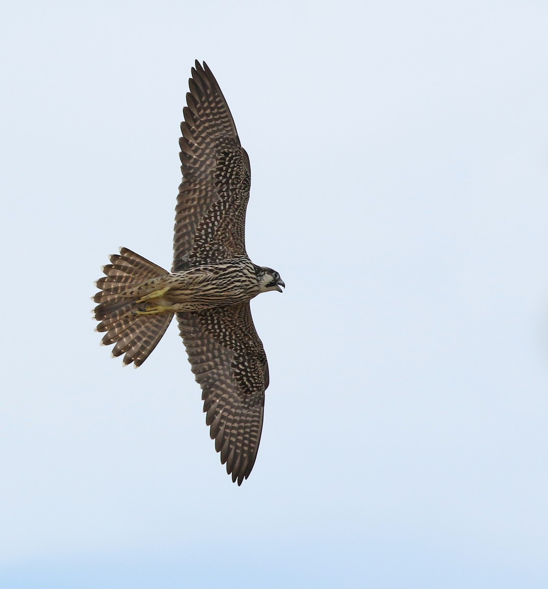 Peregrine Falcon - Dave Bakewell