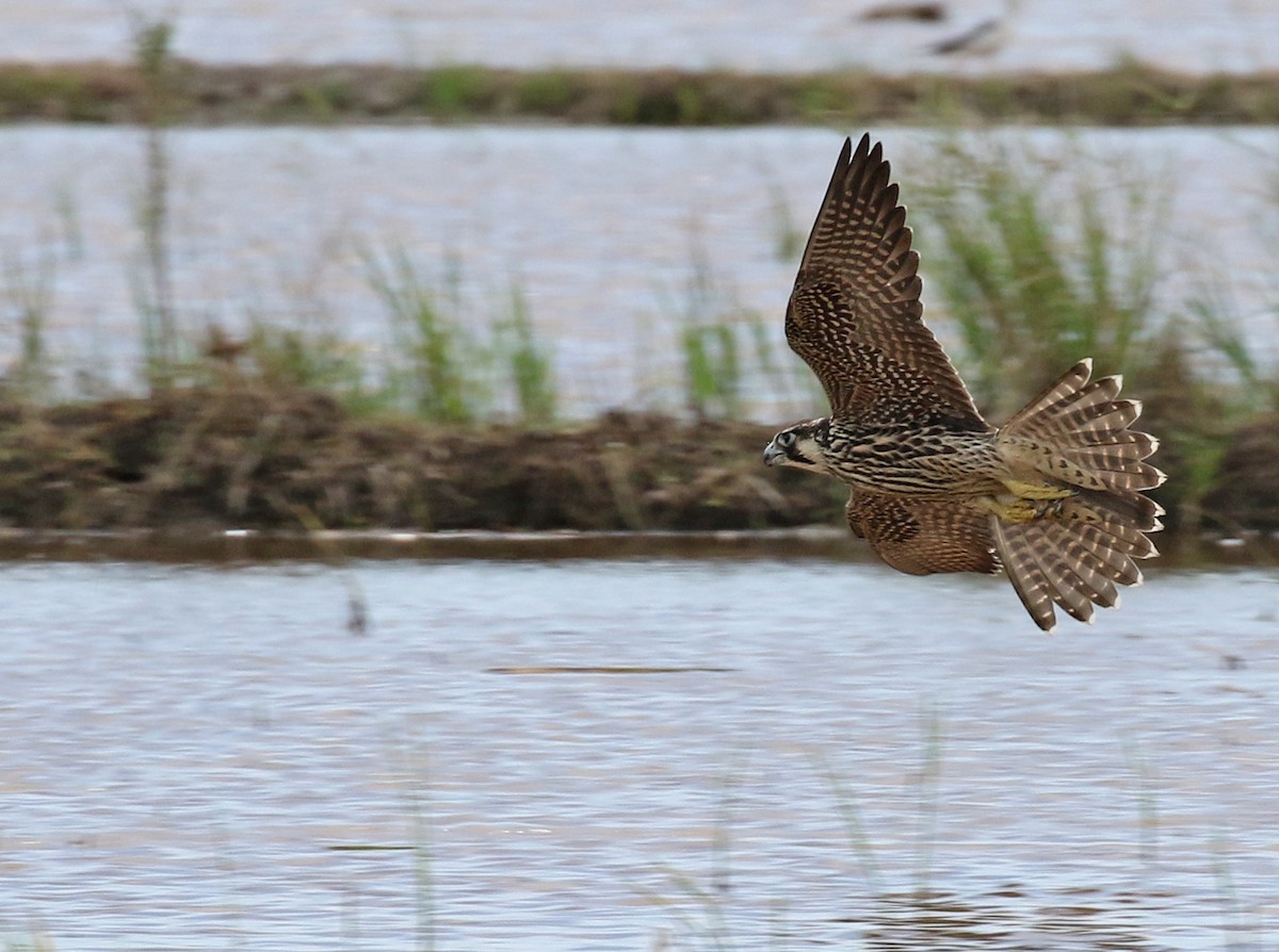 Peregrine Falcon - Dave Bakewell