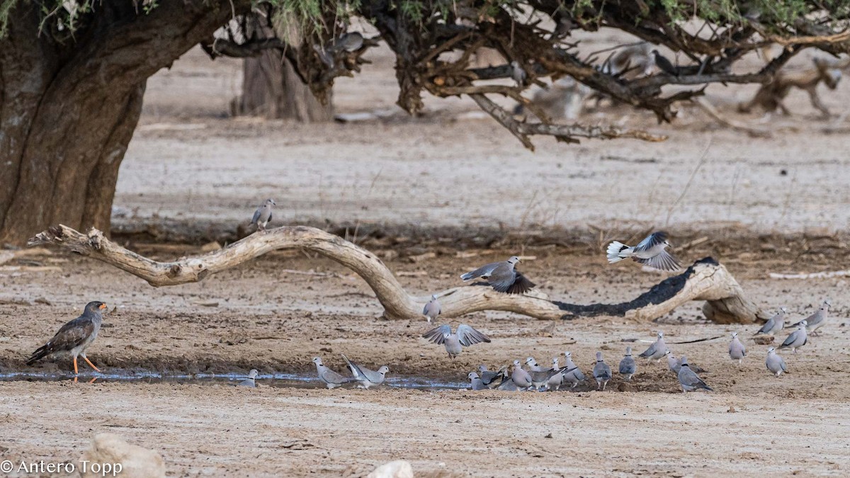 Ring-necked Dove - ML187410841