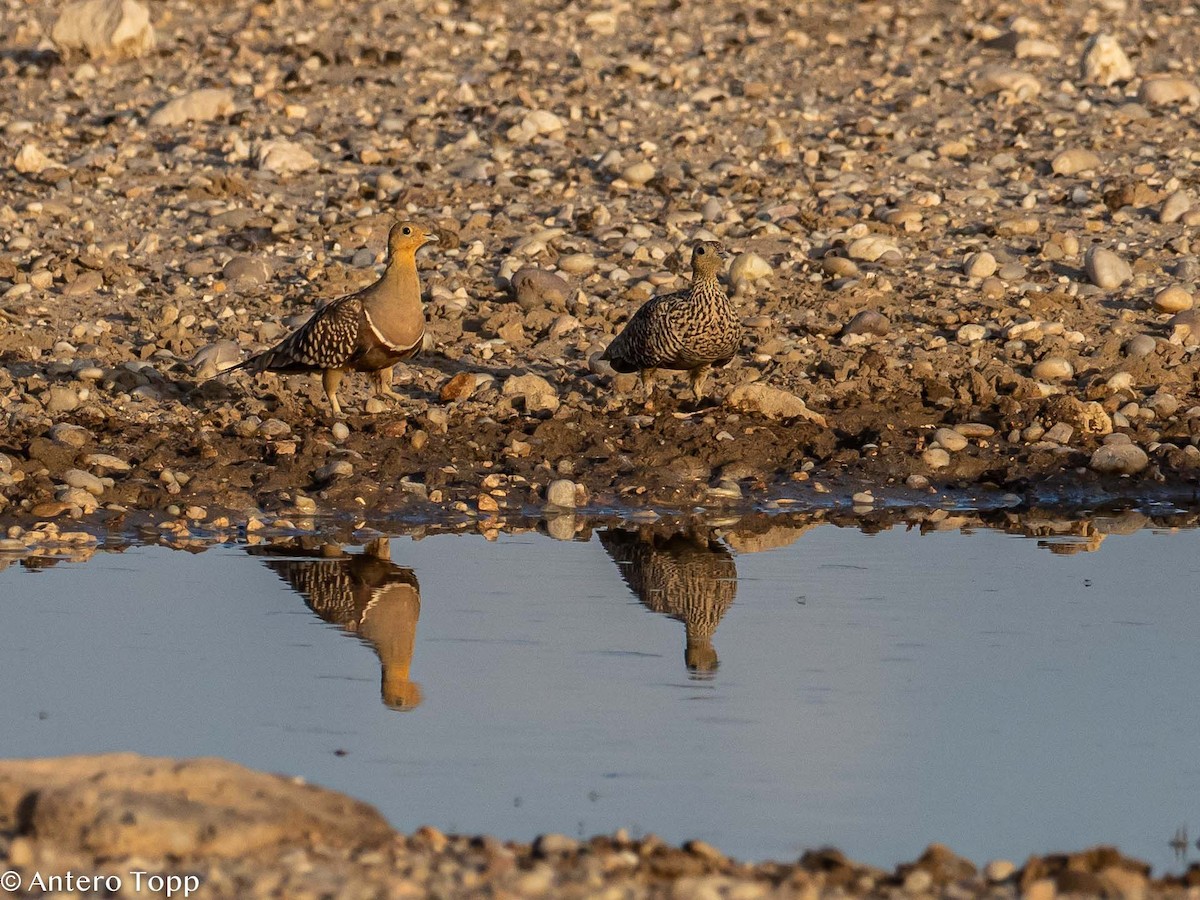 Namaqua Sandgrouse - ML187410891