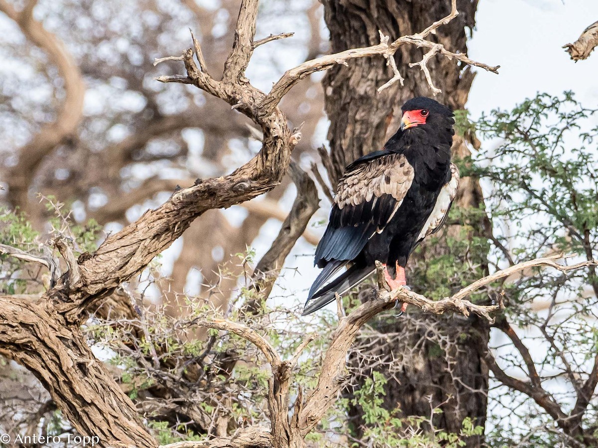 Bateleur des savanes - ML187411111