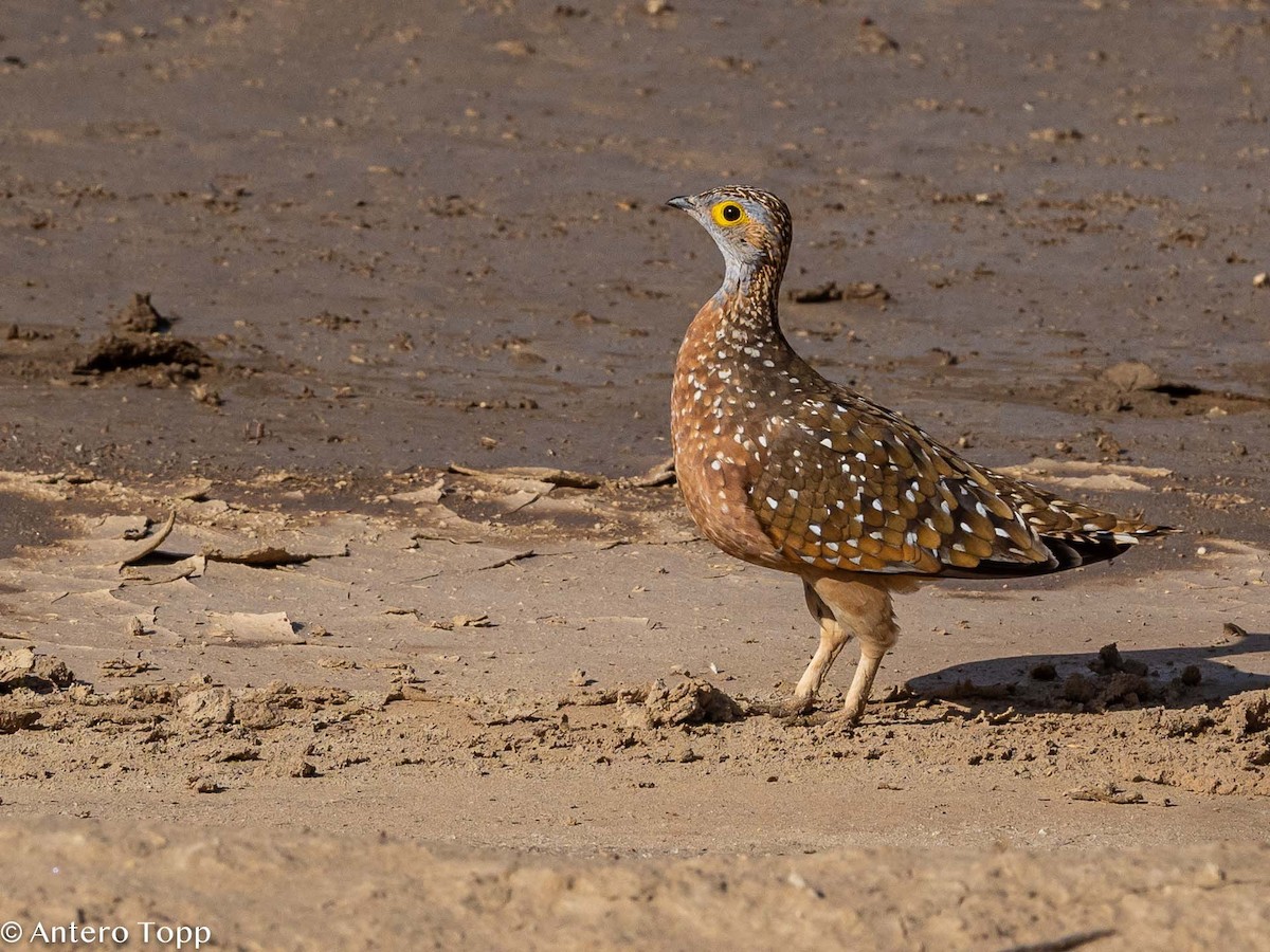 Burchell's Sandgrouse - ML187411131