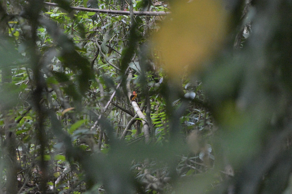 Black-backed Dwarf-Kingfisher - ML187411561