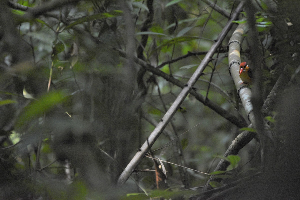 Black-backed Dwarf-Kingfisher - ML187411571