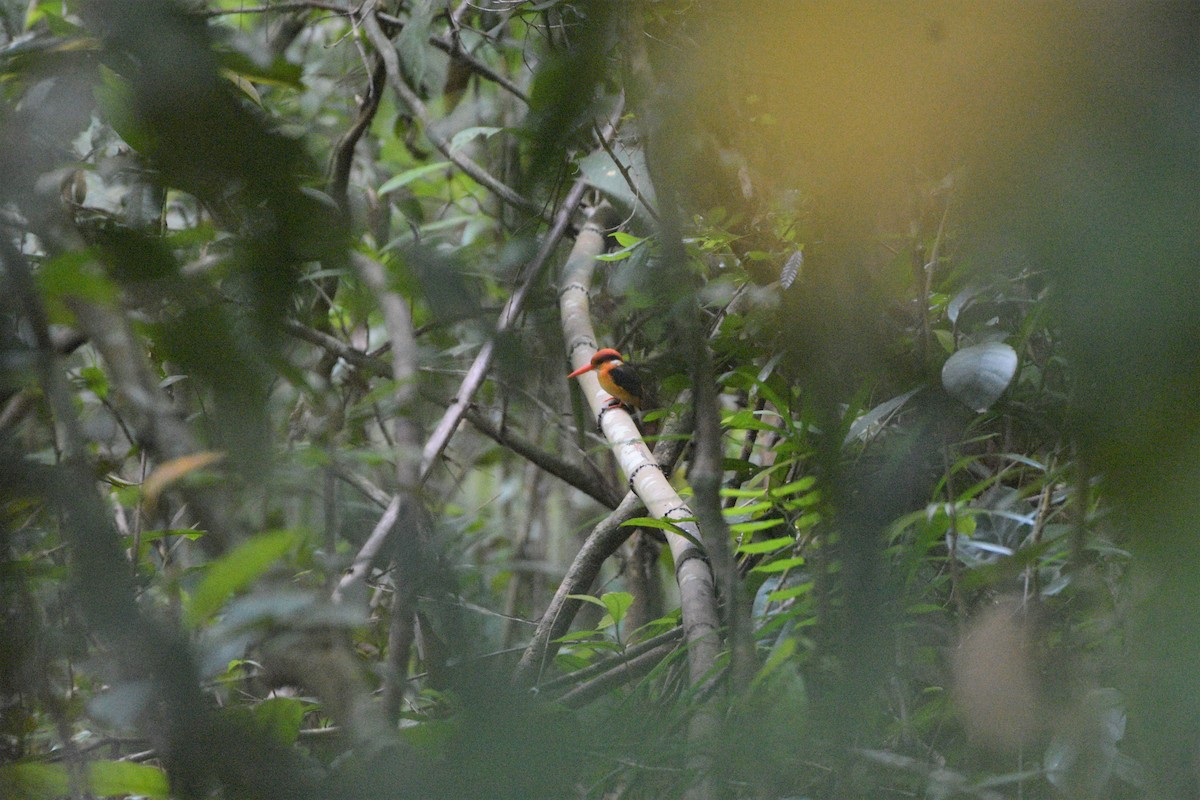 Black-backed Dwarf-Kingfisher - ML187411581