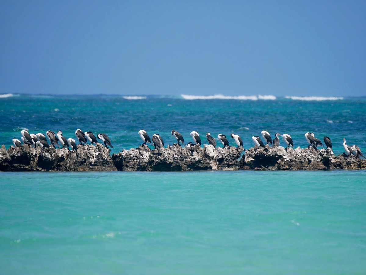 Pied Cormorant - ML187411971